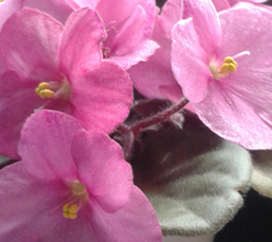 Bild mit hoher Auflösung